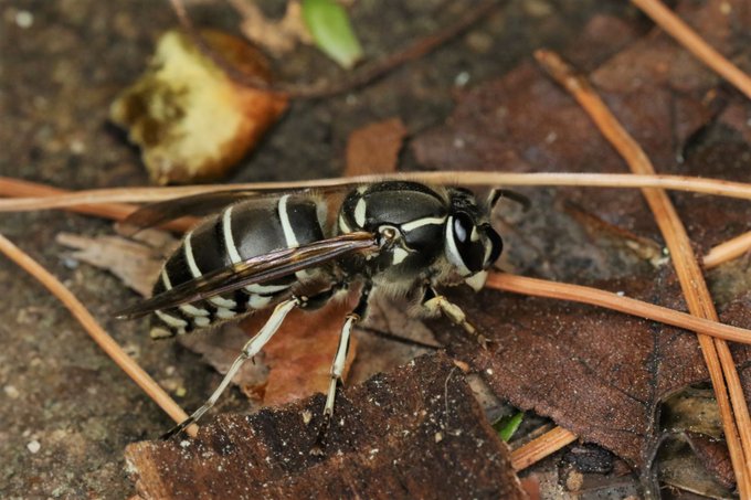クロスズメバチの特徴 たった5分で黒い蜂の正体と対処法がわかる 生活110番
