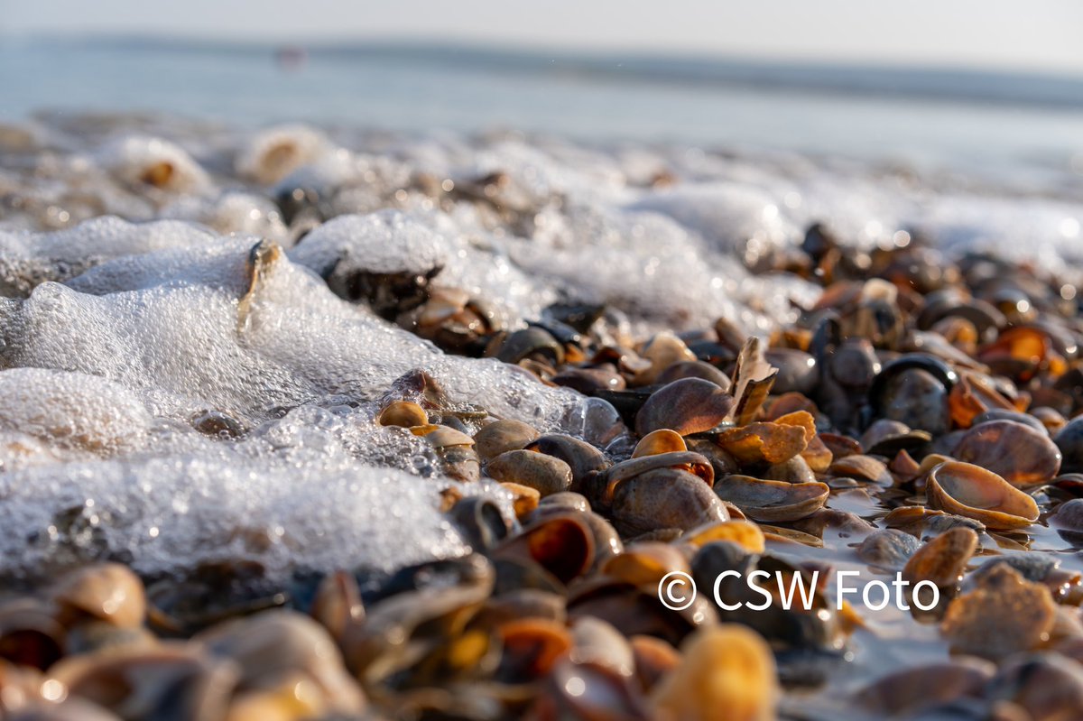 cswfoto's tweet image. Waves rippling over sea shells #seashells #shells #shellsofinstagram #shellsonthebeach #shellsonbeach #ripples #ripplesonbeach #sony #sonya7iii #sonyalpha #sonyphotography