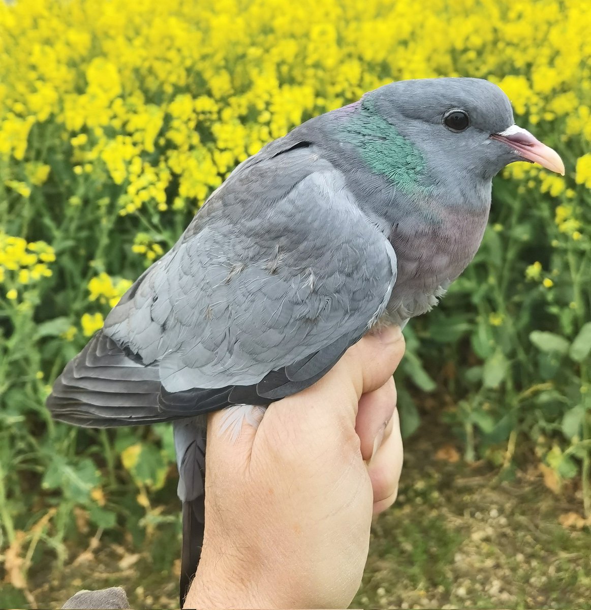 Another 51 Yellowhammers ringed this morning means that in three sessions at this site, we have ringed over 200 of them. There are about 4-500 present! Today we also ringed a record 4 adult Stock Doves - the forgotten farmland bird!