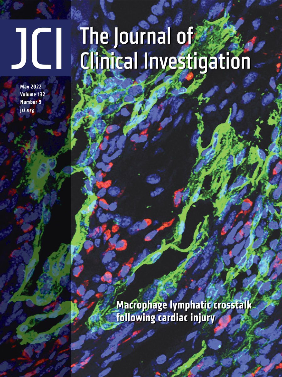 Journal of Clinical Investigation (@jclinicalinvest) on Twitter photo #Cover: Efferocytosis induces macrophage-produced VEGFC to ameliorate cardiac injury & inflammation: buff.ly/3KfVV53
Image: cardiac macrophages (CD68-red) & lymphatic vessel endothelial cells (LYVE1-green) in murine cardiac sections
<a href="/NU_Lymphatics/">Oliver Lab</a> <a href="/WanshuMa/">Wanshu Ma</a> <a href="/NUFeinbergMed/">Northwestern Feinberg School of Medicine</a> #Cover: Efferocytosis induces macrophage-produced VEGFC to ameliorate cardiac injury & inflammation: buff.ly/3KfVV53
Image: cardiac macrophages (CD68-red) & lymphatic vessel endothelial cells (LYVE1-green) in murine cardiac sections
<a href="/NU_Lymphatics/">Oliver Lab</a> <a href="/WanshuMa/">Wanshu Ma</a> <a href="/NUFeinbergMed/">Northwestern Feinberg School of Medicine</a>