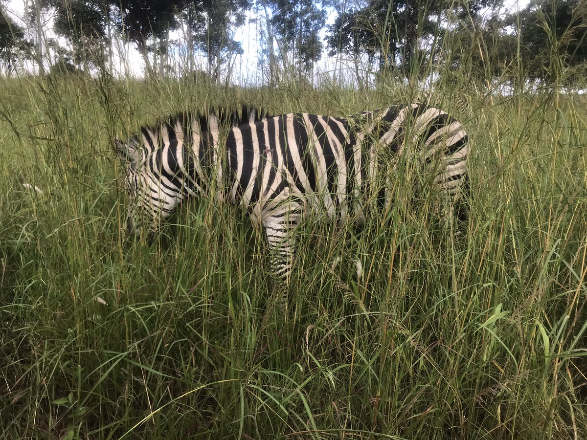 My heart is content… tomorrow we bike ride to see them again 🥰🥰🥰