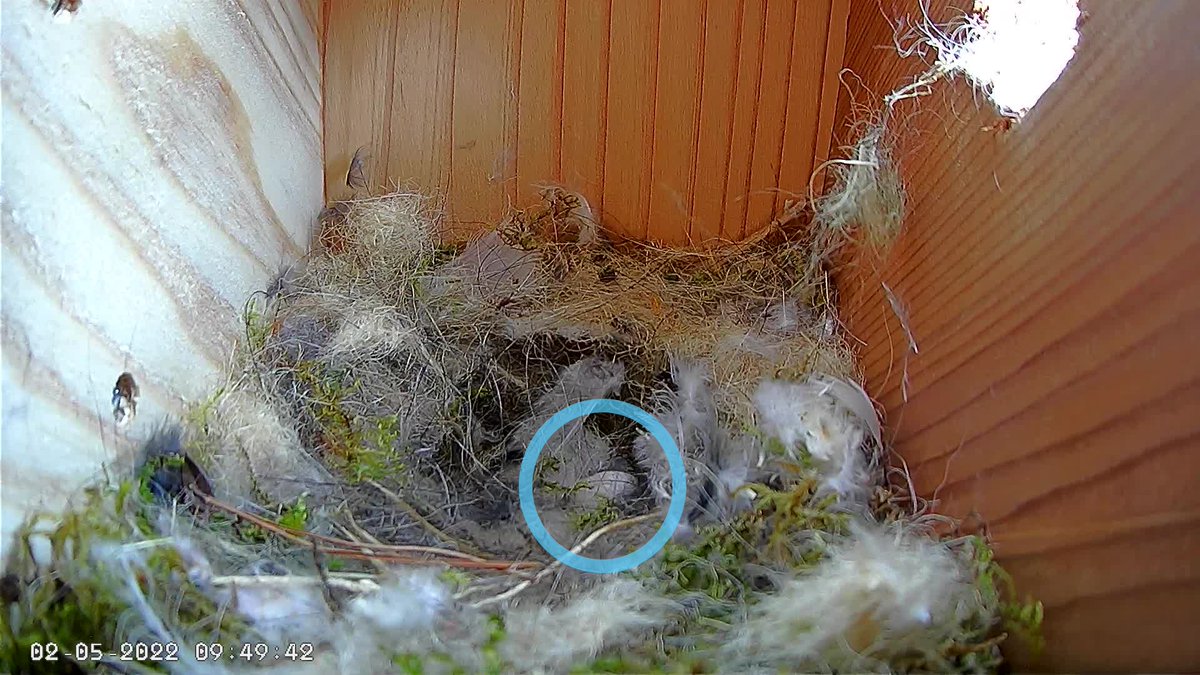 LiveNestBoxCam's tweet photo. Minnie laid her first egg this morning!
https://t.co/RYYQoLeLEw……
#MinnieCooper #BlueTits #BlueTit #NestCam #LiveNestCam #LiveNestCamera #birds #birdwatching #birdsuk #egg #EggLaying https://t.co/nQpftWDi4j