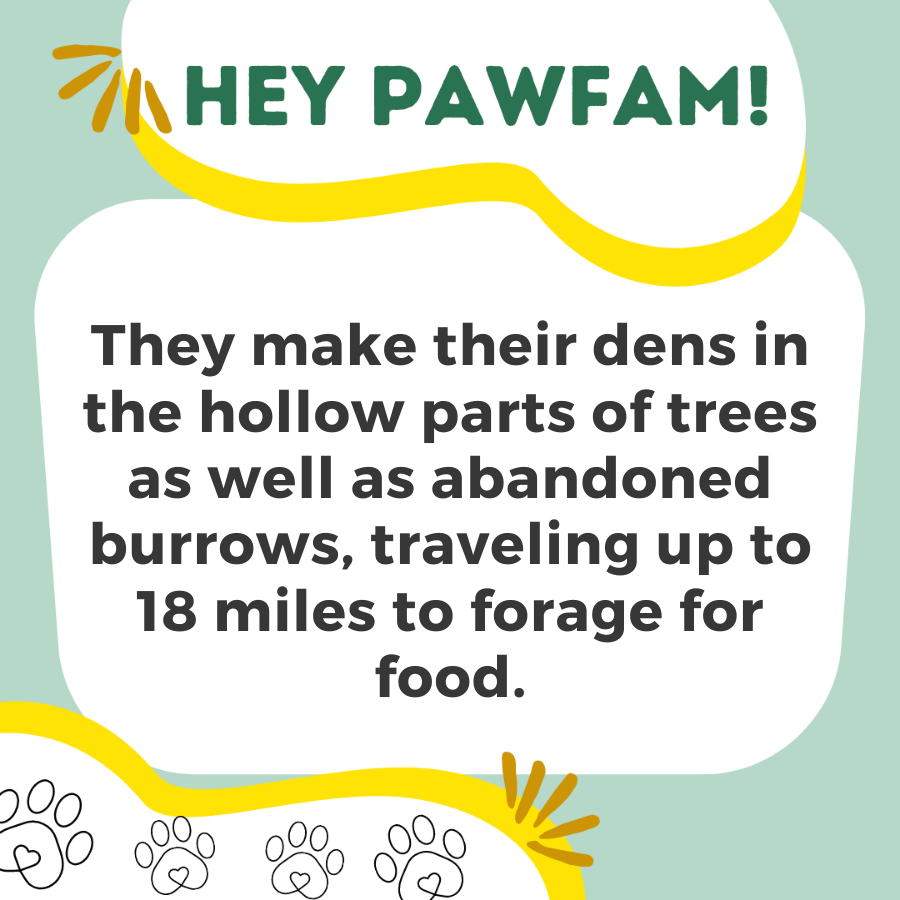 Naughty Paws Fun Trivia!
Follow + RT for more!
#NFTdrops #NFTartist #NFTCommunity #NFTProject #NFTartwork #NFTCollection #NFTs #NFTdrop #NFTGiveaway #nftart
