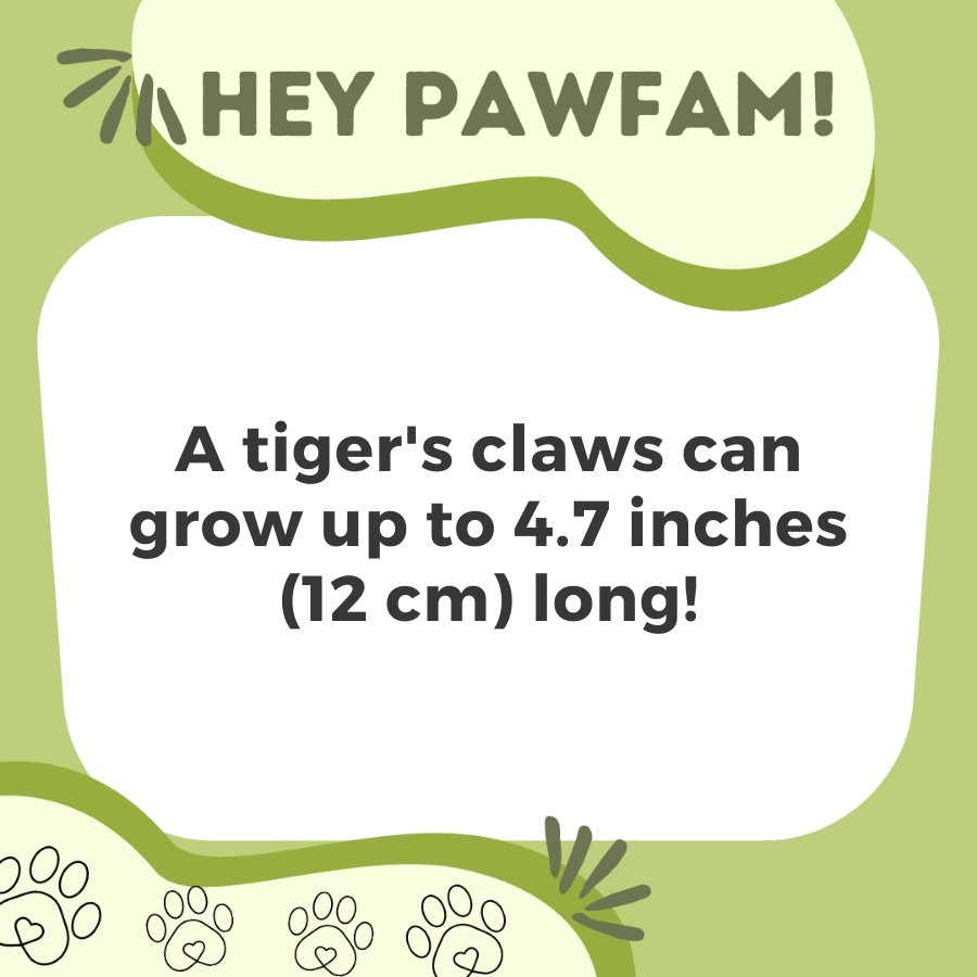 Naughty Paws Fun Trivia!
Follow + RT for more!
#NFTdrops #NFTartist #NFTCommunity #NFTProject #NFTartwork #NFTCollection #NFTs #NFTdrop #NFTGiveaway #nftart