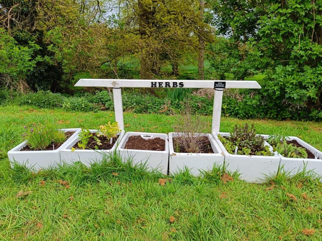 WatfordLocks's tweet photo. Sage, mint, chives and parsley coming along nicely @WatfordLocks https://t.co/fjZC2YYnTT
