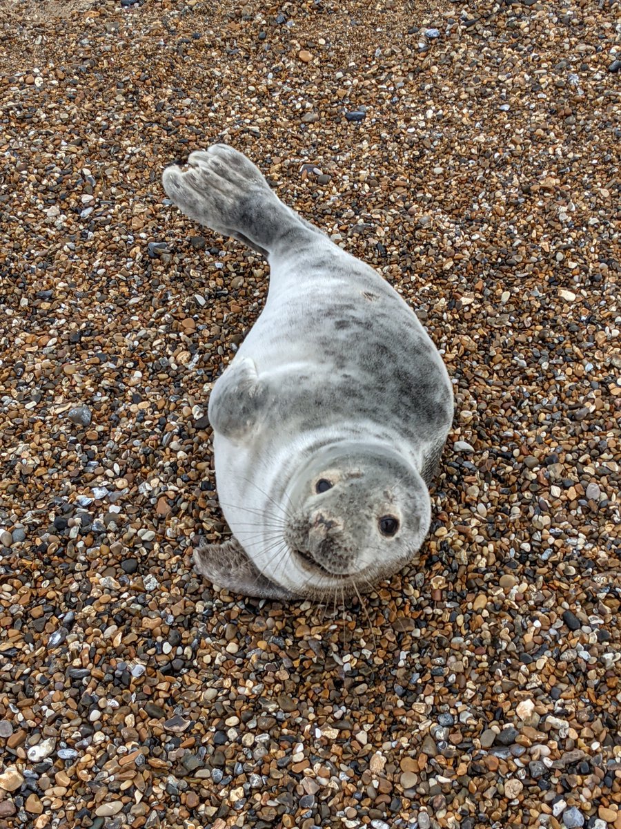 Sadly we have had more reports of interference with native wild #seal pups on UK #beaches today

- Do NOT throw them back in the sea
- Keep a minimum of 10 meter distance
- if concerned call local rescues/wardens or 0300 1234 999

#OpSeabird #EnjoyRespectProtect #DontBeAGrockle