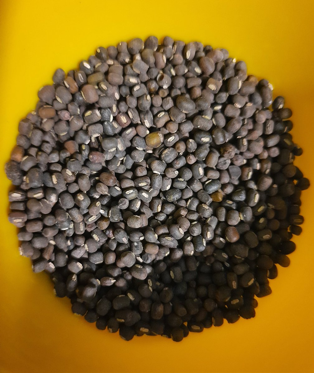 JammuBasket's tweet photo. Amazed to receive #wholeblackgrams (Desi maa)
 from the farms of #Akhnoor 
#localproduce

 Available soon at @JammuBasket

@contactjktpo @OfficeOfLGJandK @rajmaboytweets @ankitakar91 @ManhasArun @vishesh_jk https://t.co/s31kcvXhNK
