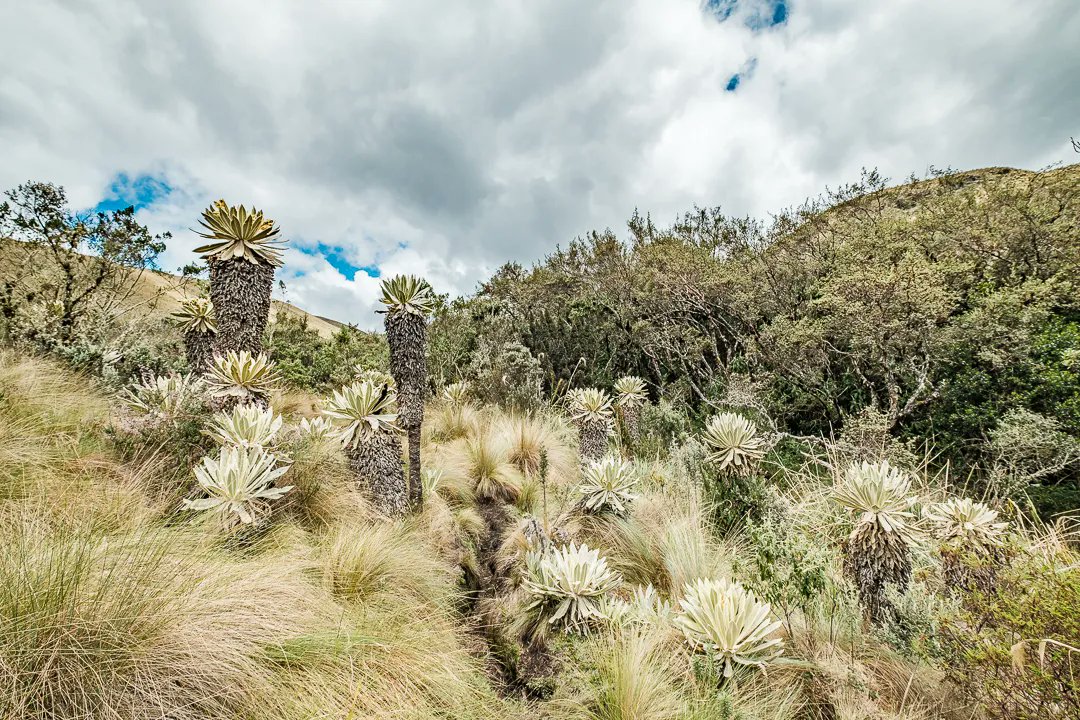 Anomadphotgraph's tweet photo. [Para &amp; Mo] Between 3400 to 4200 altitude , I had the chance to discover a unique surrounding. El Paramo El Angel.
This type of páramo is mostly found in the Andes of Venezuela and Colombia; however, it reaches the north of Ecuador.
@fujifilmfrance #fierdemonfuji #Ecuador https://t.co/iFcil4bQjv