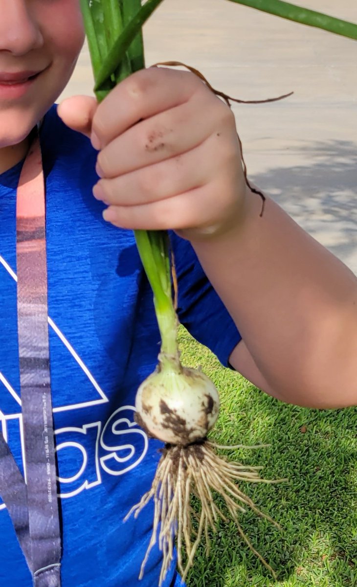 PackerRTGG (@packerrtgg) on Twitter photo Happy Monday from the <a href="/RobisonES/">Robison ES</a> garden! We harvested an onion to start our day with third grade!@readygrowgarden <a href="/CFISDScience/">CFISD Science</a> <a href="/RobisonElemPTO/">Robison Elem PTO</a> Happy Monday from the <a href="/RobisonES/">Robison ES</a> garden! We harvested an onion to start our day with third grade!@readygrowgarden <a href="/CFISDScience/">CFISD Science</a> <a href="/RobisonElemPTO/">Robison Elem PTO</a>