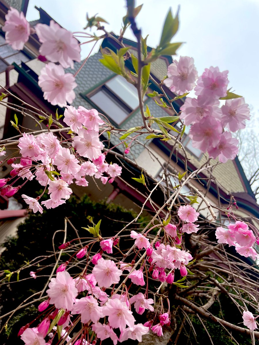 ChiGirlShoeLove's tweet photo. #springflowers #cherryblossoms #Flowers #springinchicago https://t.co/KsbnmCzGui
