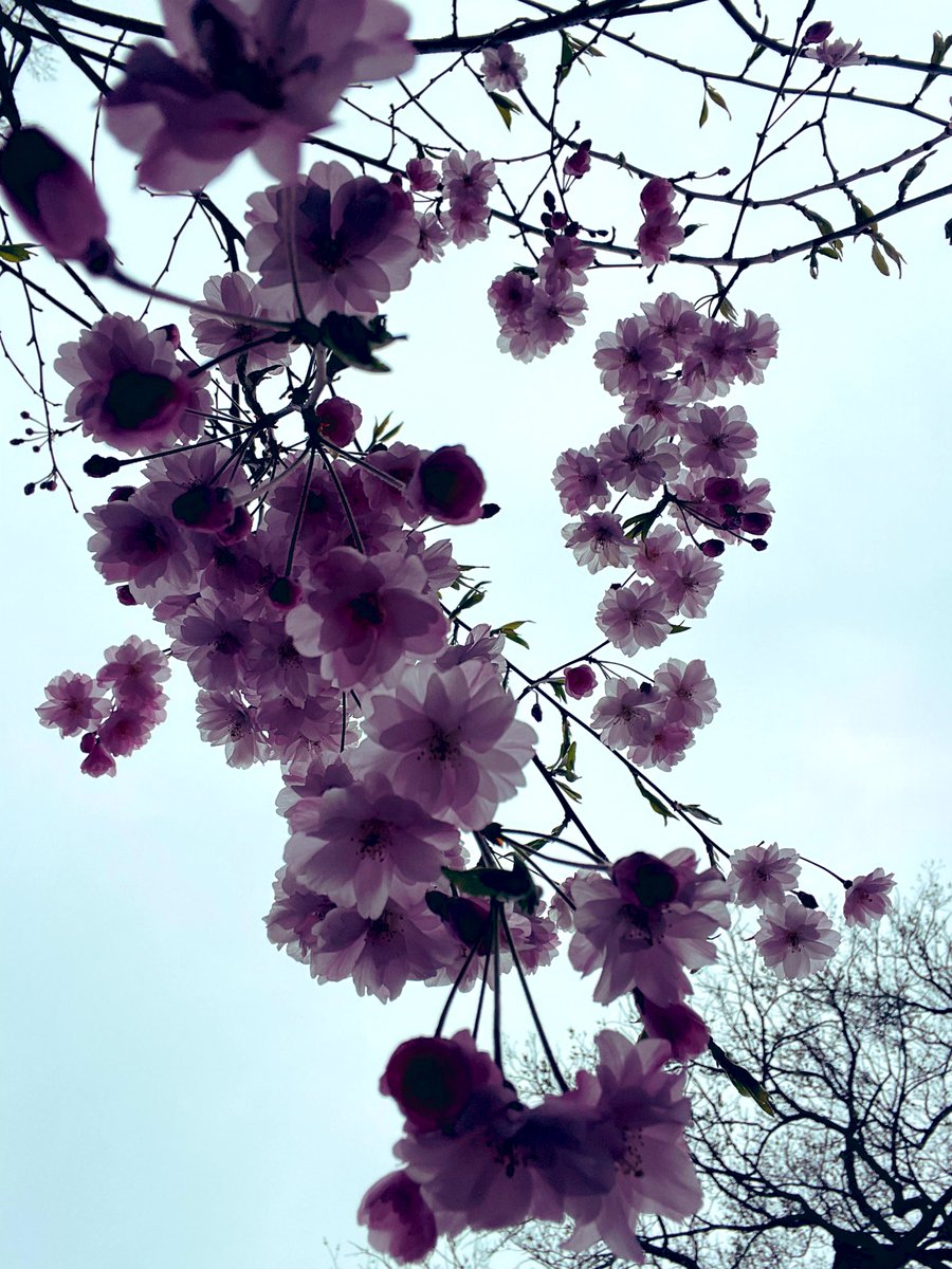 ChiGirlShoeLove's tweet photo. #springflowers #cherryblossoms #Flowers #springinchicago https://t.co/KsbnmCzGui