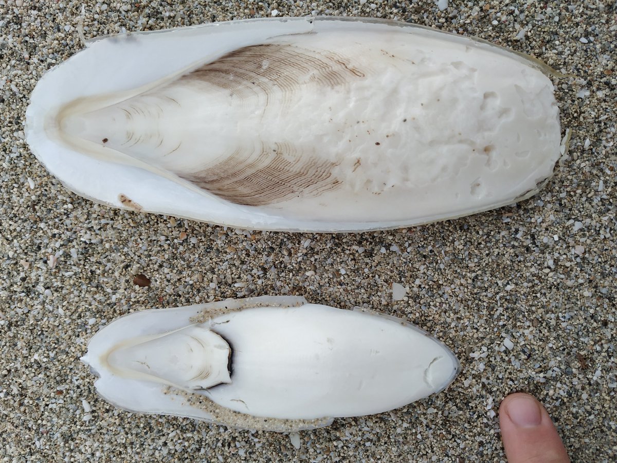 Fernando Á. Fernández-Álvarez tweet media