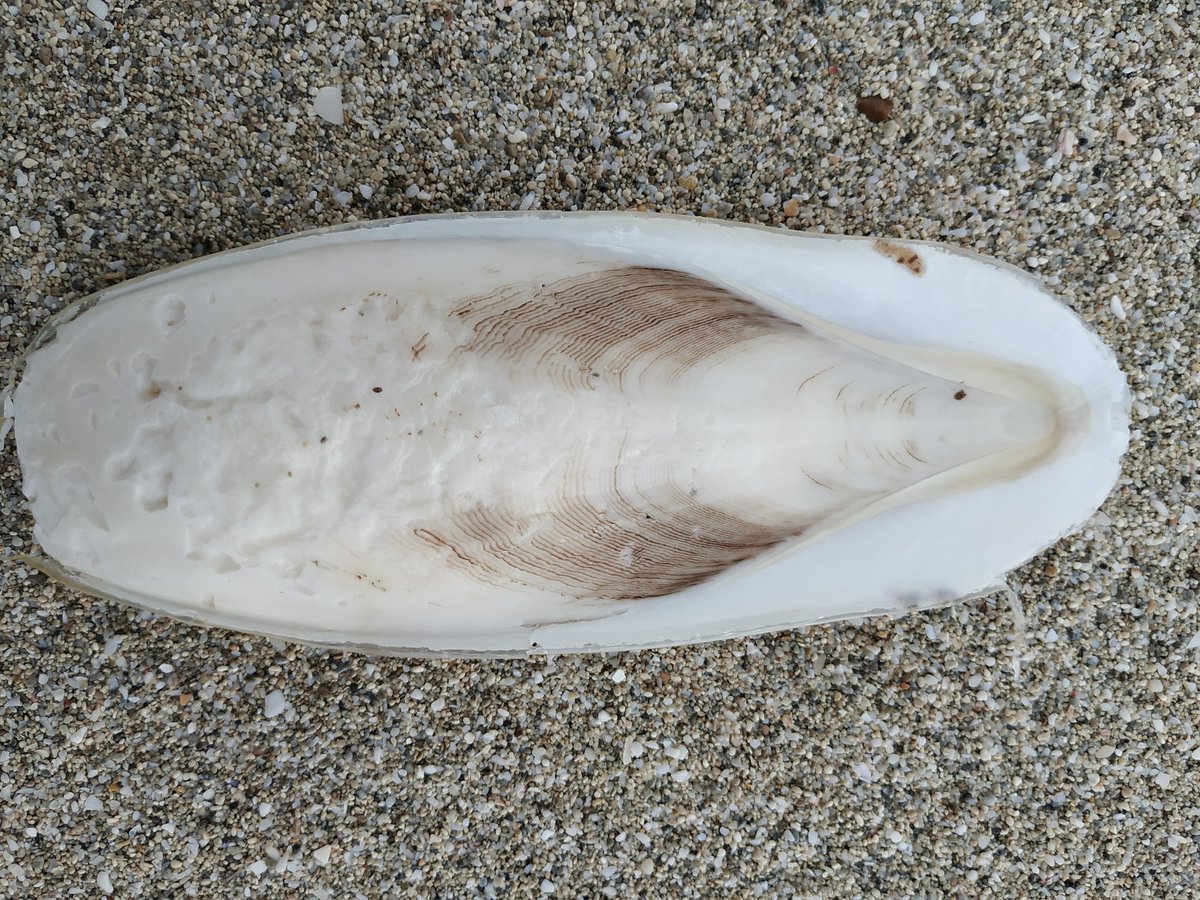 Fernando Á. Fernández-Álvarez tweet media