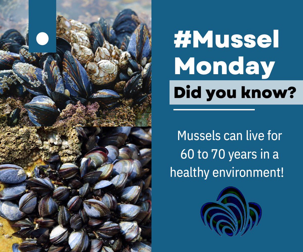 MusselMagic's tweet image. It’s that time of the week again! #MusselMonday is here, hope you’re all enjoying the bank holiday weekend!