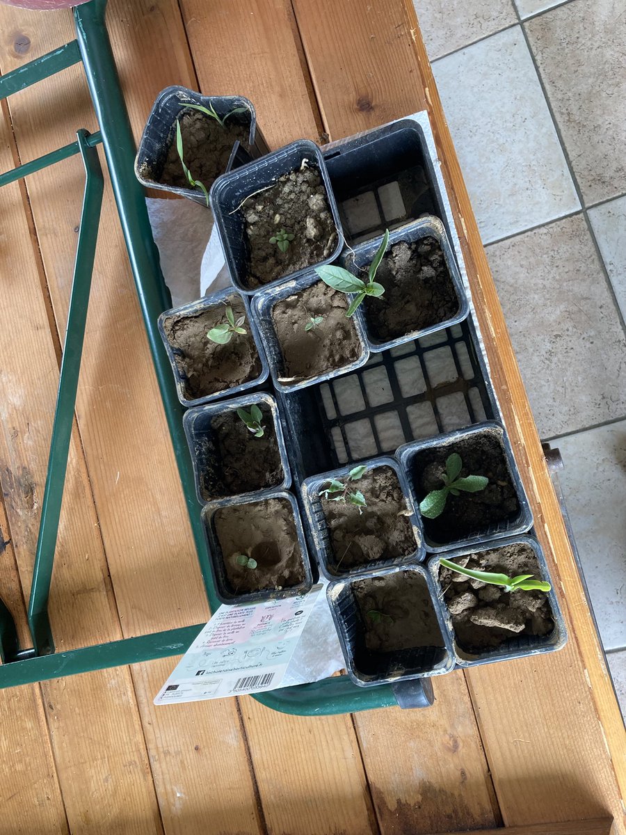 laetitiaJ_FMC's tweet photo. Journée maïs 🌽 avec @JordiB_FMC .

Au programme
▶️ malherbo 🌾🌱🌱 estivale et 📲 #FlashFlore

▶️ foreurs du maïs 🌽🐛🐛 pyrales et sesamies + 📲 #ArcFarmIntelligence https://t.co/9EejPWoYqY
