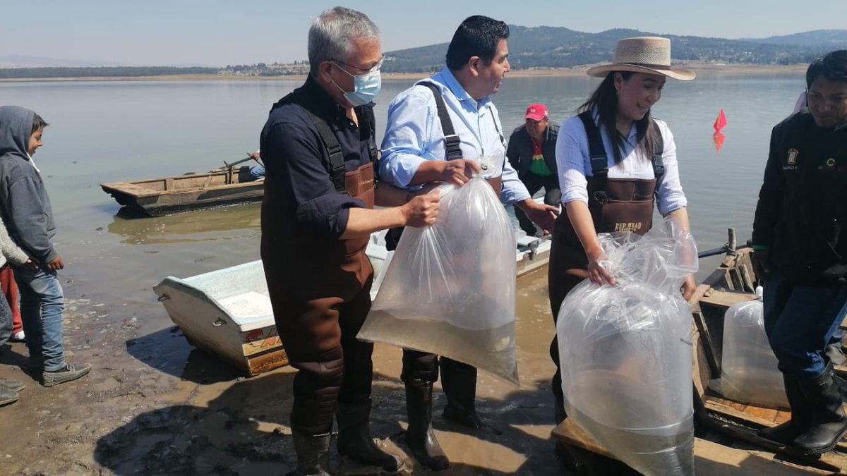 En mi carácter de Comisionado Regional XXII #ValledeBravo, acompañé a la Secretaria del Campo <a href="/LetyMejiaOfic/">Leticia Mejía</a> y a la Presidenta Municipal de #VillaVictoria, en la entrega de Certificados de Registro de Pureza de Bovinos y Siembra de Crías de Carpa. 
<a href="/alfredodelmazo/">Alfredo Del Mazo</a> <a href="/geramonro05/">Gerardo Monroy</a>