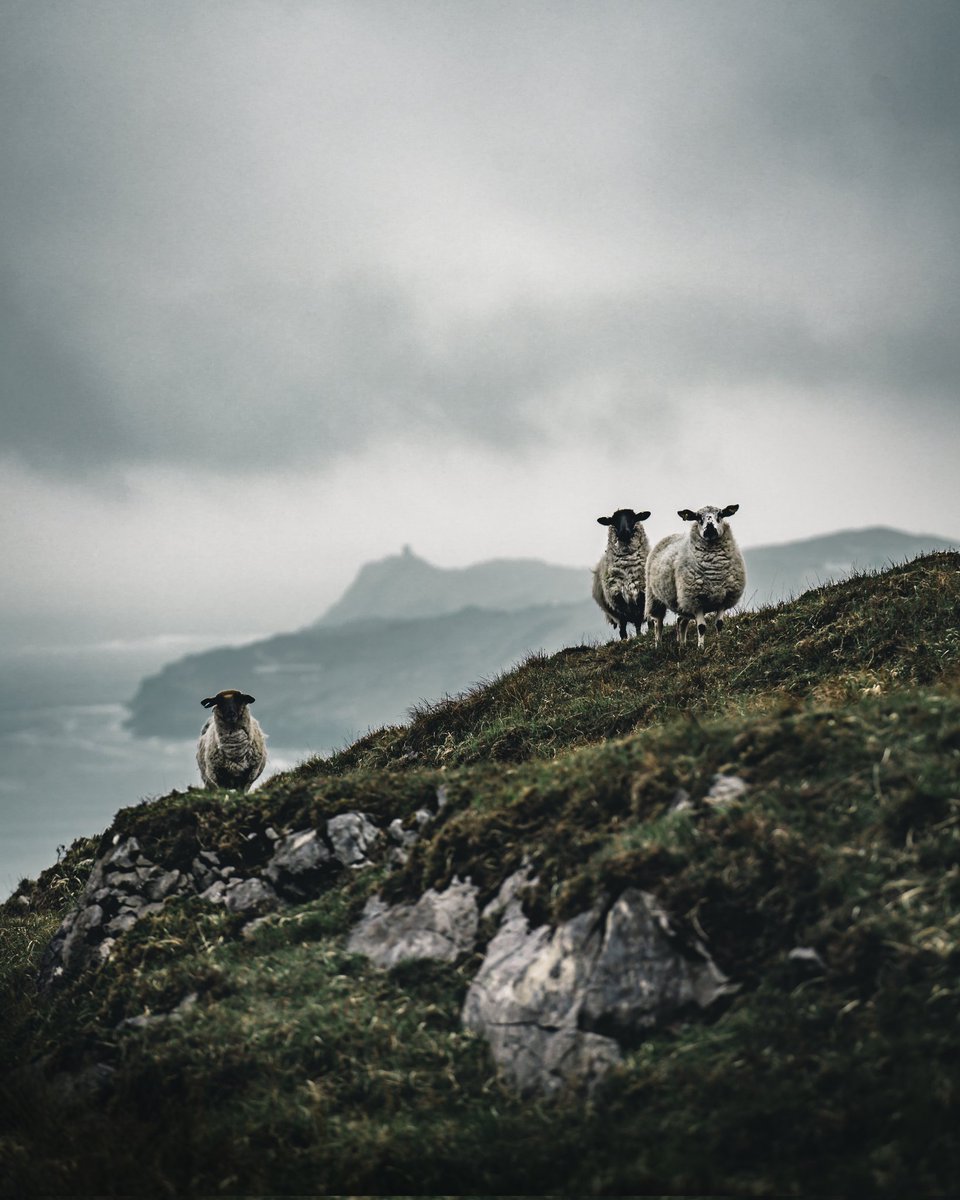 Guardians of the hill.

Met these guys during a hike on the Beara Peninsula in Ireland.

#ireland #bearapeninsula #castletownbere #photography #photo #photooftheday #sheep #photographer #hike #art #NFTCommunity #photographynft 
#photographylovers