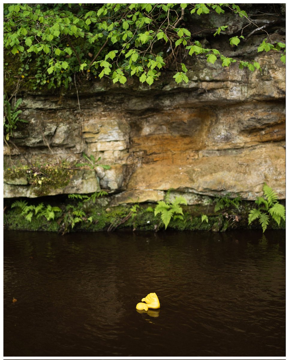 The annual duck race at Hutton-le-Hole. #sonya7iii #sony35mm18 #huttonlehole #northyorkmoors #ducks