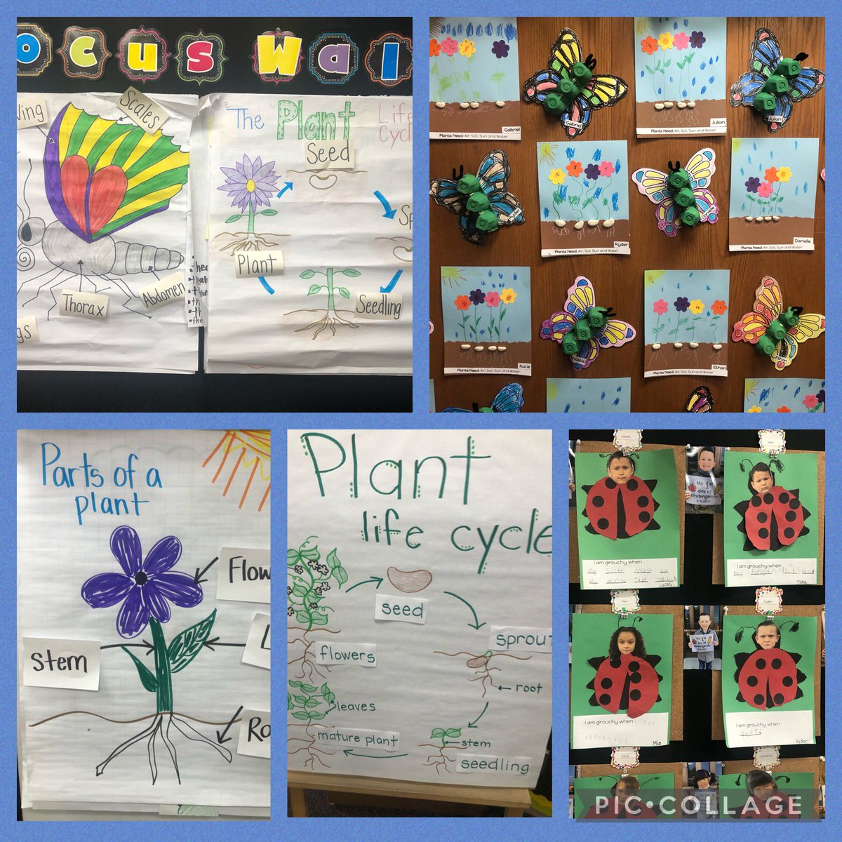 Chris Deegan (@cdeegan_edu) on Twitter photo Loved the focus on springtime science and art in the Victoria Groves Kindergarten classes! Our Grizzly scholars are learning and finishing strong! <a href="/VGSGrizzlies/">Victoria Groves</a> <a href="/AltaLomaSD/">AltaLomaSD</a> #Love2LearnInALSD Loved the focus on springtime science and art in the Victoria Groves Kindergarten classes! Our Grizzly scholars are learning and finishing strong! <a href="/VGSGrizzlies/">Victoria Groves</a> <a href="/AltaLomaSD/">AltaLomaSD</a> #Love2LearnInALSD