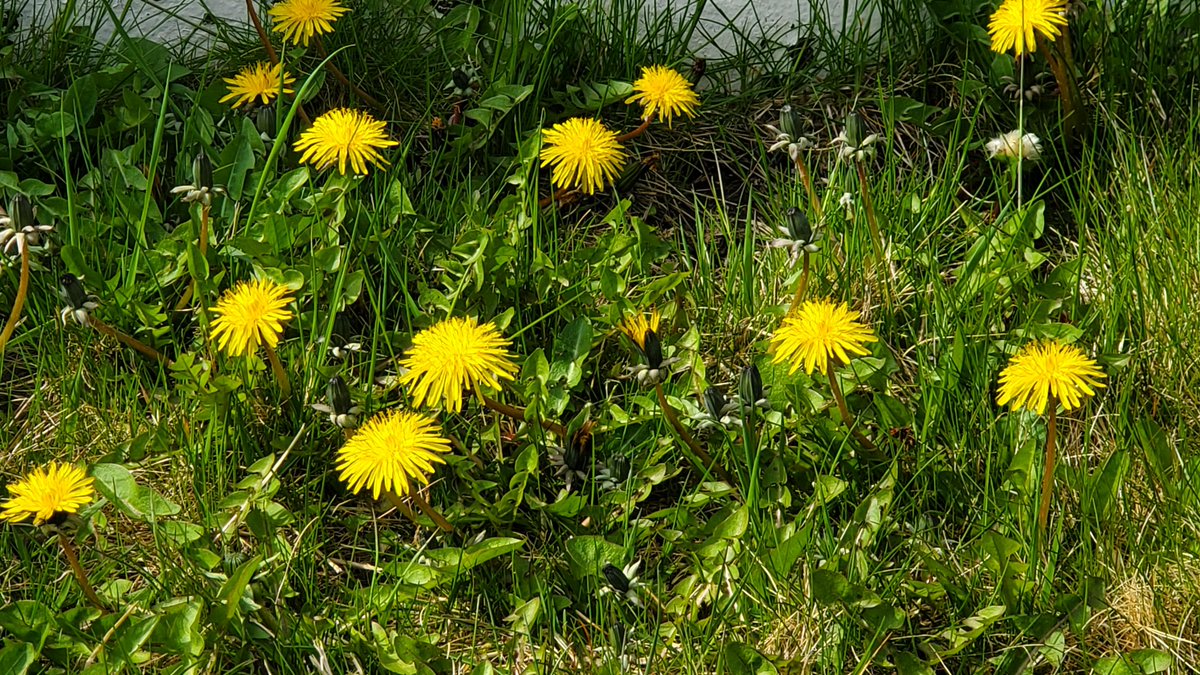 It's May!  Time for dandelion.  They are the most magical flower.  When you let them grow - they feeds the bees!  And the bees feed everyone.
#ThinkPlanetLiveLocal