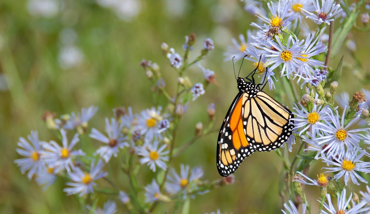 NugentGoodNews's tweet photo. There is beauty all around us! Take a moment to enjoy the beauty of nature today—whether it be a sunset, blooming tree, or the sun shining on your face as you step outside. ☀️ And enjoy these nature quotes for some inspiration: https://t.co/nw0JDTZRH4 https://t.co/loay4f0Nyx