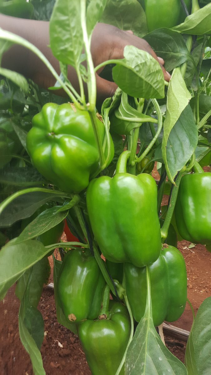 Soil Fertility Clinik Kenya tweet media