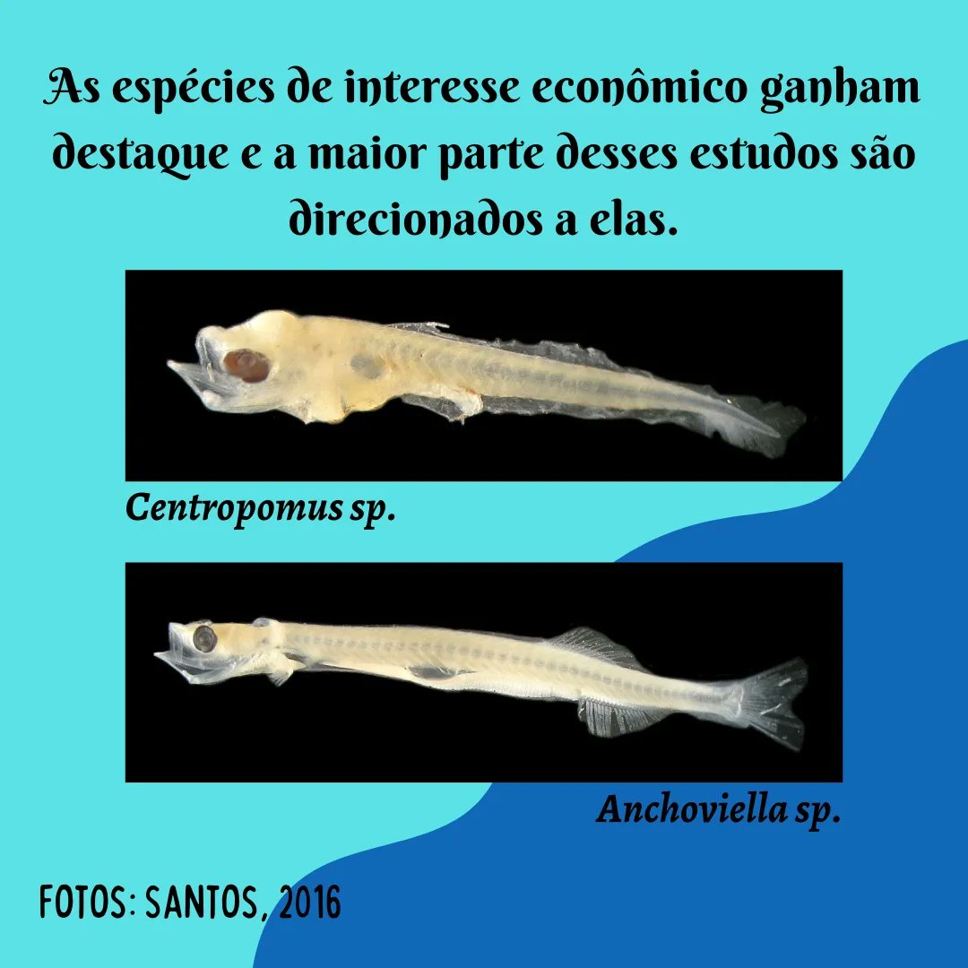labictioufs's tweet photo. Você sabe o que é ictioplâncton? 🤔

Saiba mais em: https://t.co/kg5Qg7FaTI https://t.co/EI8khNB1nw
