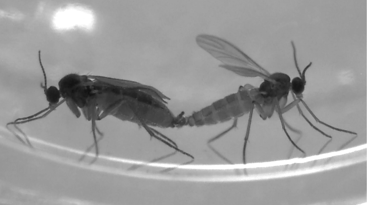 Christina Hodson (@chodson_evo) on Twitter photo Wow! Our paper about germline restricted chromosomes in fungus gnats was mentioned in a blurb in Science science.org/doi/10.1126/sc…. Glad these amazing little flies are getting some attention! @KamilSJaron <a href="/lross_evoento/">Laura Ross</a> Wow! Our paper about germline restricted chromosomes in fungus gnats was mentioned in a blurb in Science science.org/doi/10.1126/sc…. Glad these amazing little flies are getting some attention! @KamilSJaron <a href="/lross_evoento/">Laura Ross</a>