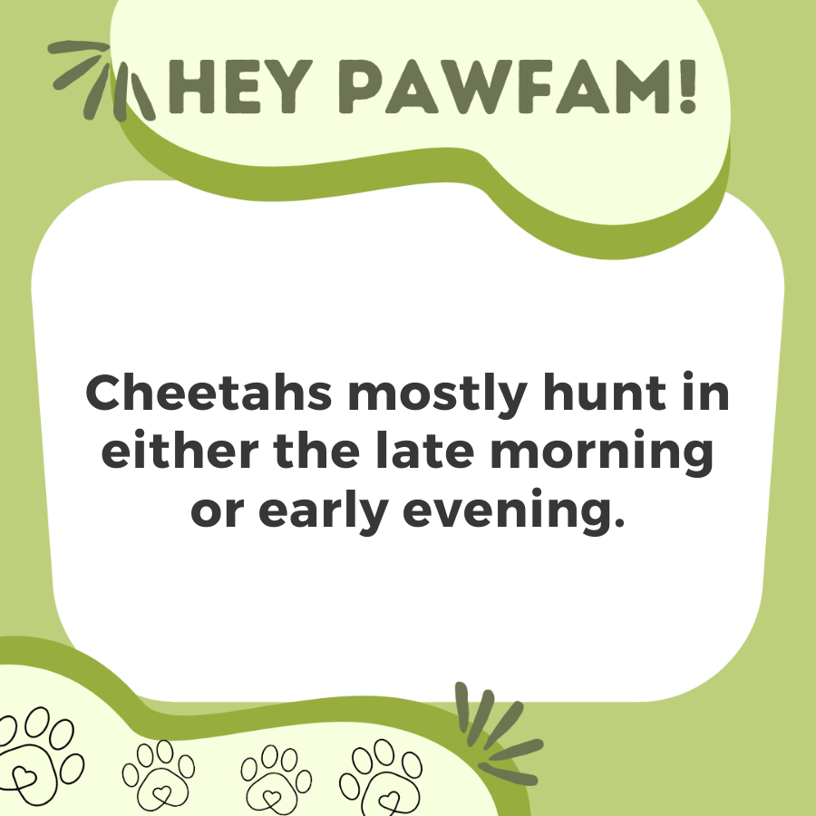 Naughty Paws Fun Trivia!
Follow + RT for more!
#NFTdrops #NFTartist #NFTCommunity #NFTProject #NFTartwork #NFTCollection #NFTs #NFTdrop #NFTGiveaway #nftart