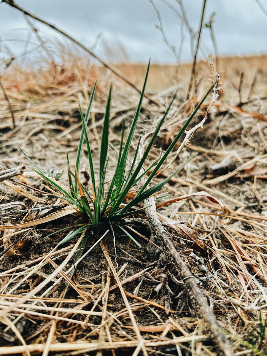 It was starting to get a lil TOO sandy up here… thankful for rain &amp; green grass🌾