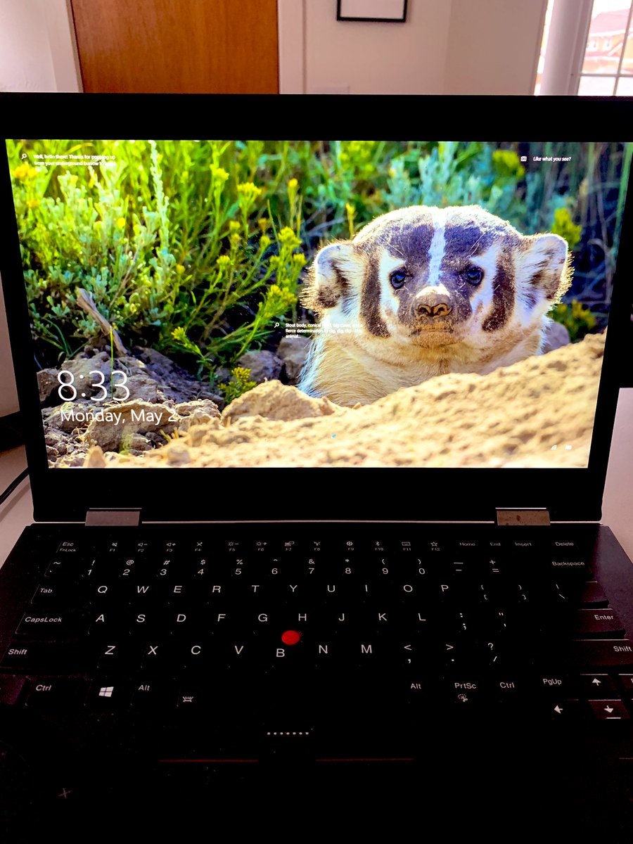 Dear <a href="/Microsoft/">Microsoft</a> <a href="/Windows/">Windows</a>, 
Please give a raise to whoever decided animals should be added into the rotation of my background images. 

💡Perhaps connect the images with punny quotes like, “New week, new opportunities. It’s time to ‘dig’ in just like the American Badger.” #work