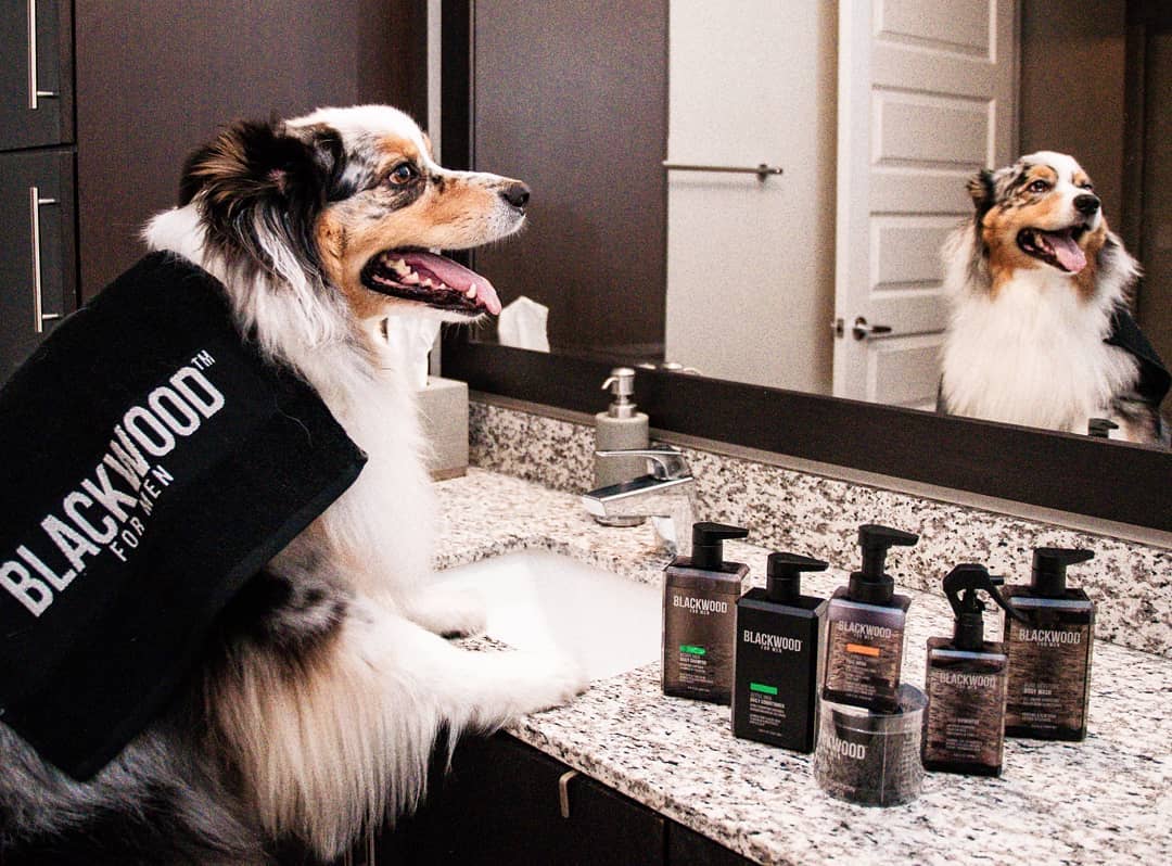 It's #BeKindtoAnimalsDay so a good time to make sure your grooming products are cruelty-free 🐶 (and also good at giving you a shiny healthy coat, aka hair) 
_____________________________
📷: @heisenaussie
#crueltyfree #bekindtoanimals #kindtoanimalsday #blackwoodformen
