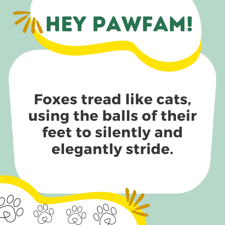 Naughty Paws Fun Trivia!
Follow + RT for more!
#NFTdrops #NFTartist #NFTCommunity #NFTProject #NFTartwork #NFTCollection #NFTs #NFTdrop #NFTGiveaway #nftart