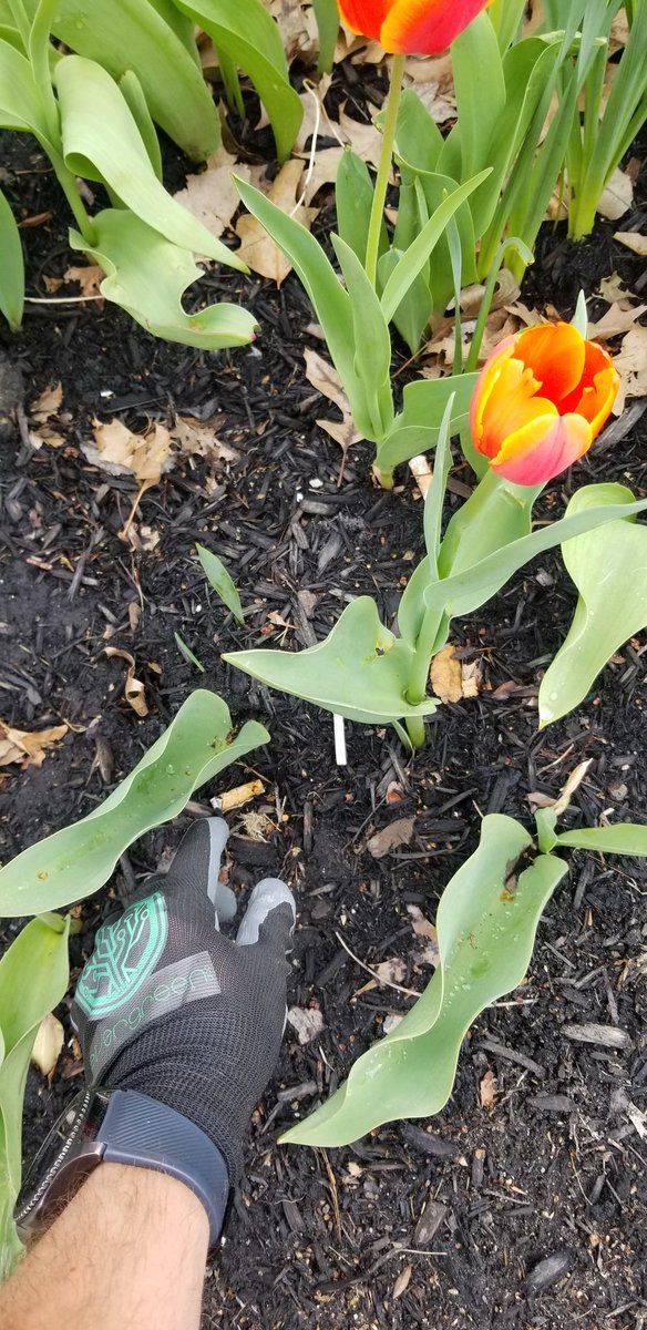 SaxtonSteven's tweet photo. @DrSueMoss Not my garden, but it's my planet. These beauties of #nature ๐ท do not deserve our #litter. ๐ Cleaned up ๐ฎ the flower beds at my county courthouse and scored some $EGC #cryptocurrency while doing so. @EverGreenCoin_ #EGC #ProofOfEnvironment #PoE #EGCarmy #EGCfam #EverGreenCoin https://t.co/pRYFcKe0kN
