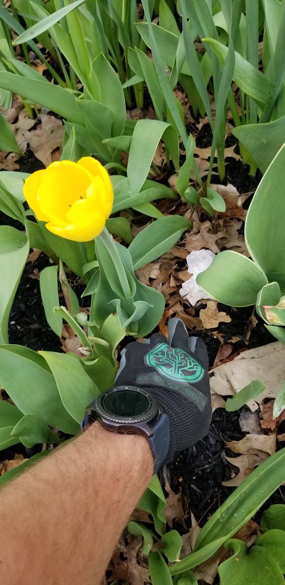 SaxtonSteven's tweet photo. @DrSueMoss Not my garden, but it's my planet. These beauties of #nature ๐ท do not deserve our #litter. ๐ Cleaned up ๐ฎ the flower beds at my county courthouse and scored some $EGC #cryptocurrency while doing so. @EverGreenCoin_ #EGC #ProofOfEnvironment #PoE #EGCarmy #EGCfam #EverGreenCoin https://t.co/pRYFcKe0kN