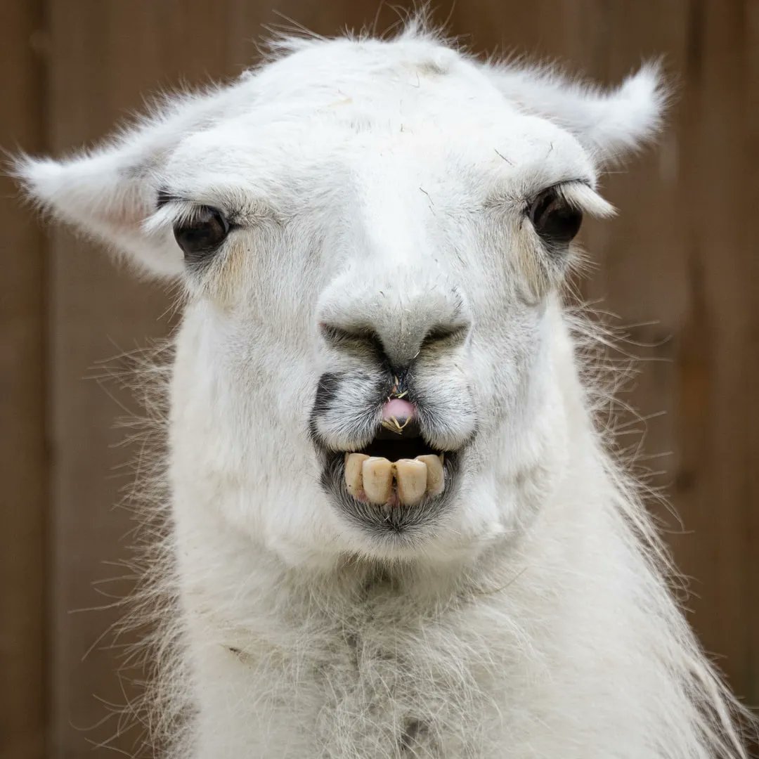 Llama Teeth