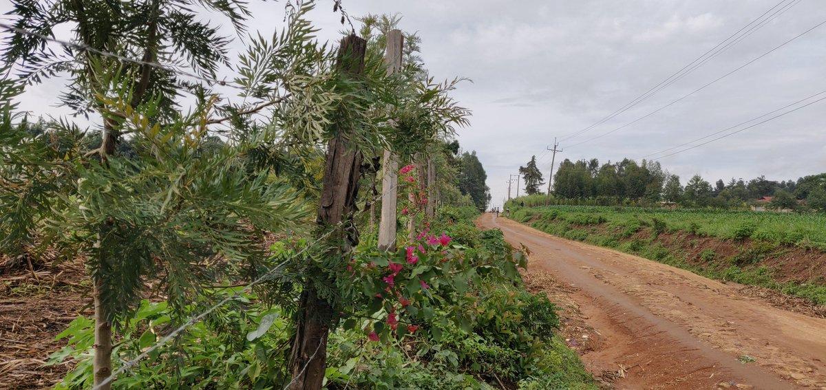 Cathy Cole Ltd tweet media