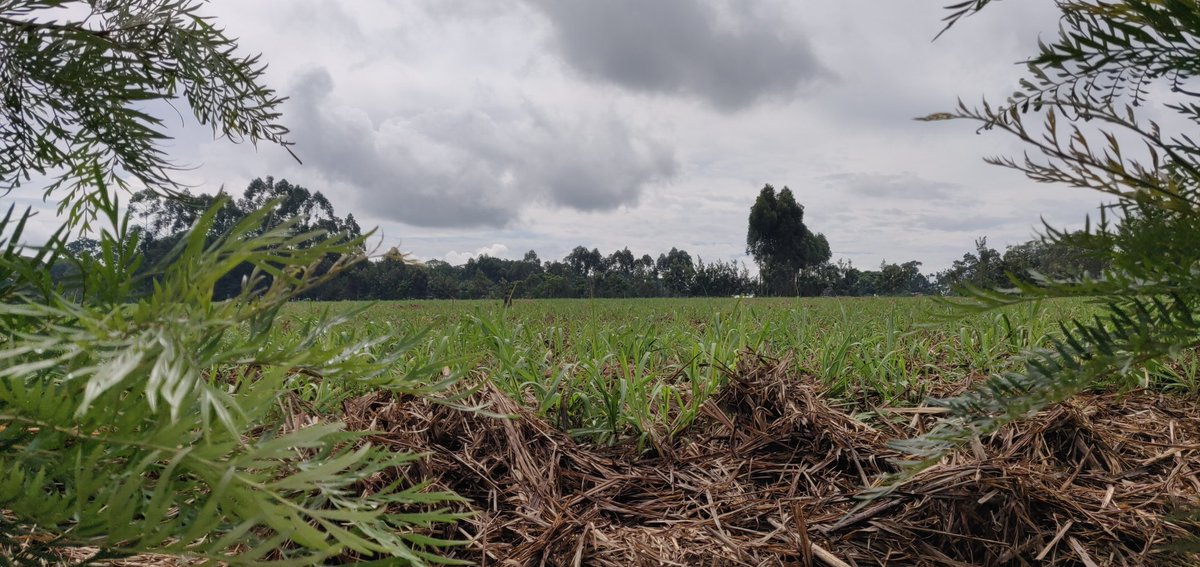 Cathy Cole Ltd tweet media