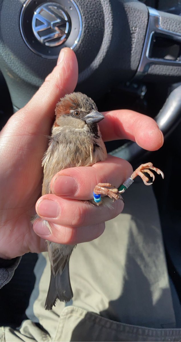 Jørgen Søraker (@jorgensoraker) on Twitter photo The first captured House Sparrow of the season🦆🪶🥳 The first captured House Sparrow of the season🦆🪶🥳