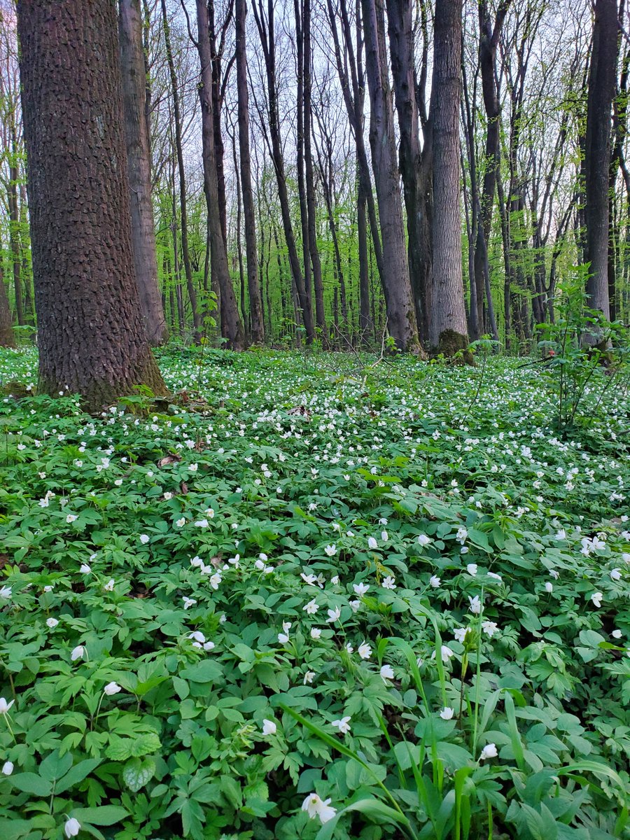 Missis_Babak's tweet photo. В сихівському лісі, як в фільмі Аватар.
Все цвіте, як білі зірки. Просто фантастично красиво💔 https://t.co/UuvzQJIhzZ