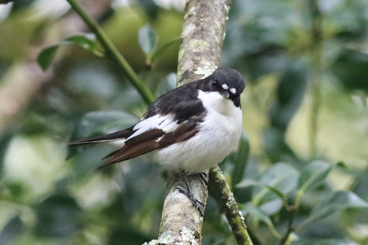 Pied Flycatcher showed beautifully at Nagshead RSPB Reserve today. Simply stunning. #glosbirds @Natures_Voice