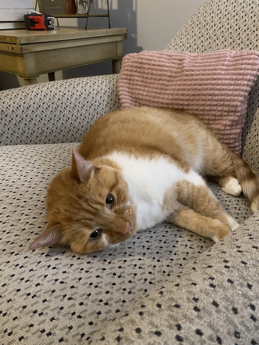 libbynotokaye's tweet photo. our sweet little man is currently in critical condition for a rare bladder infection. we’re undergoing treatment at the moment, but we just need a lot of good thoughts. our go fund me link for his med bills are in my bio❤️ https://t.co/hjLh5AnKQ8
