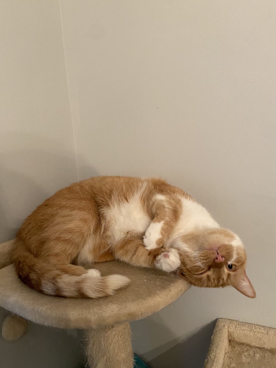libbynotokaye's tweet photo. our sweet little man is currently in critical condition for a rare bladder infection. we’re undergoing treatment at the moment, but we just need a lot of good thoughts. our go fund me link for his med bills are in my bio❤️ https://t.co/hjLh5AnKQ8