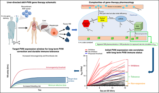 BloodAdvances's tweet image. Slower initial FVIII exposure rates evolving to steady-state FVIII levels in the normal or higher range support immune tolerance. loom.ly/EvLIrt8 #genetherapy #thrombosisandhemostasis
