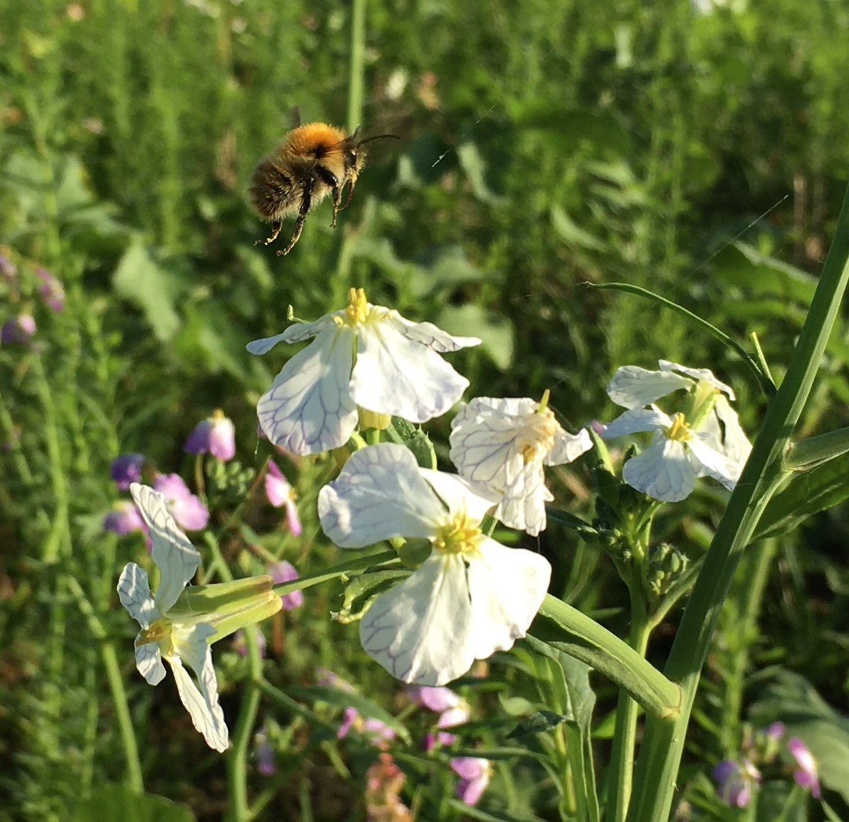 BoycefieldFarm's tweet photo. 🐄🐝☘️ FARM TOURS 🌳🌻🐑

This summer we’re throwing open the farm gates to welcome you all to Boycefield for a series of tours around our regeneratively managed farm! 

Follow the link to book a place on the first tour to be held on Sunday the 12th June!

https://t.co/GRsbJcDteL https://t.co/z8ARcEVwt5