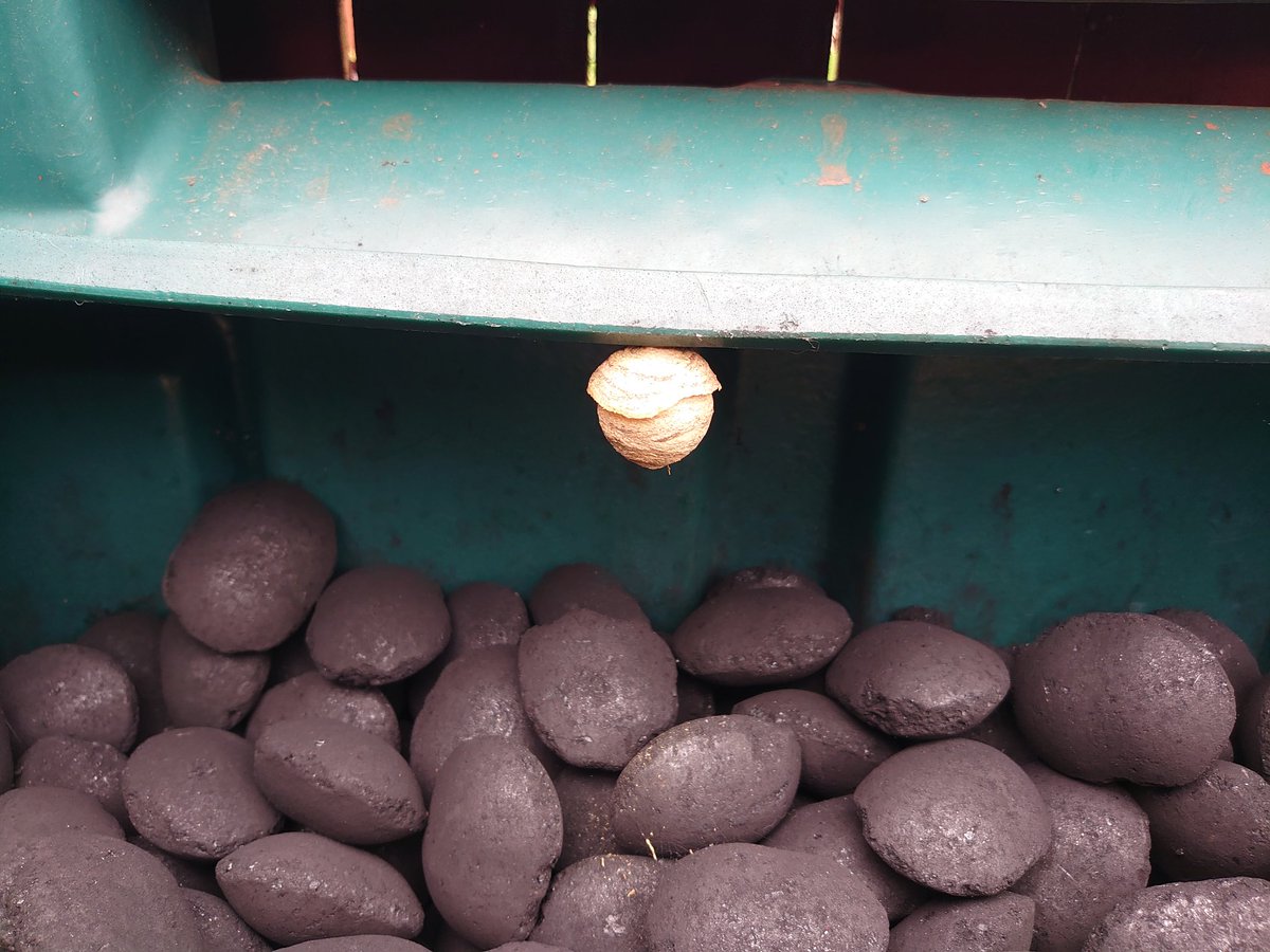 Anyone know how to deal with a wasp nest in a coal bunker?