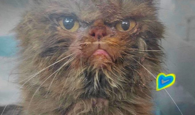 A kitty was rescued in Borodyanka, Kyiv region from the seventh floor of a half-ruined house, where she spent over 30 days with no food or water. Now she’s already eaten a little, and got rested. The volunteers want to give her a new name :)
#StandWithUkraine #SaveUkrainianPets
