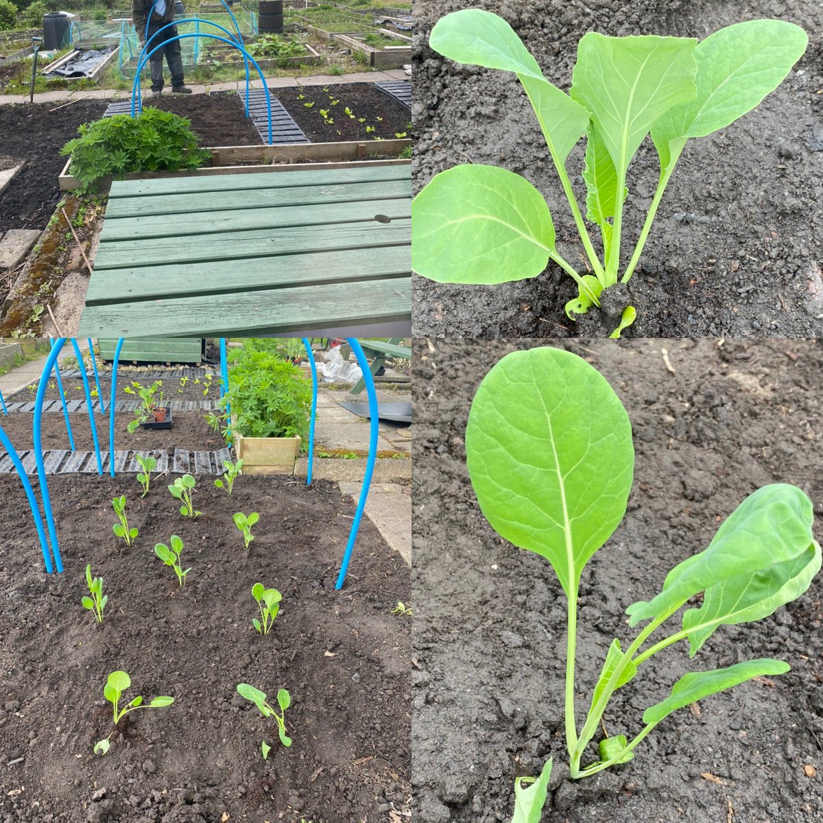 OurPlot23's tweet image. Cauliflower and Brussels sprouts have gone in the ground today 😊 they were definitely outgrowing the greenhouse! We dug in some compost and the planted them in as firmly as we could as they like to be firmly in the ground! Final step was to cover them with scaffolding netting🌱