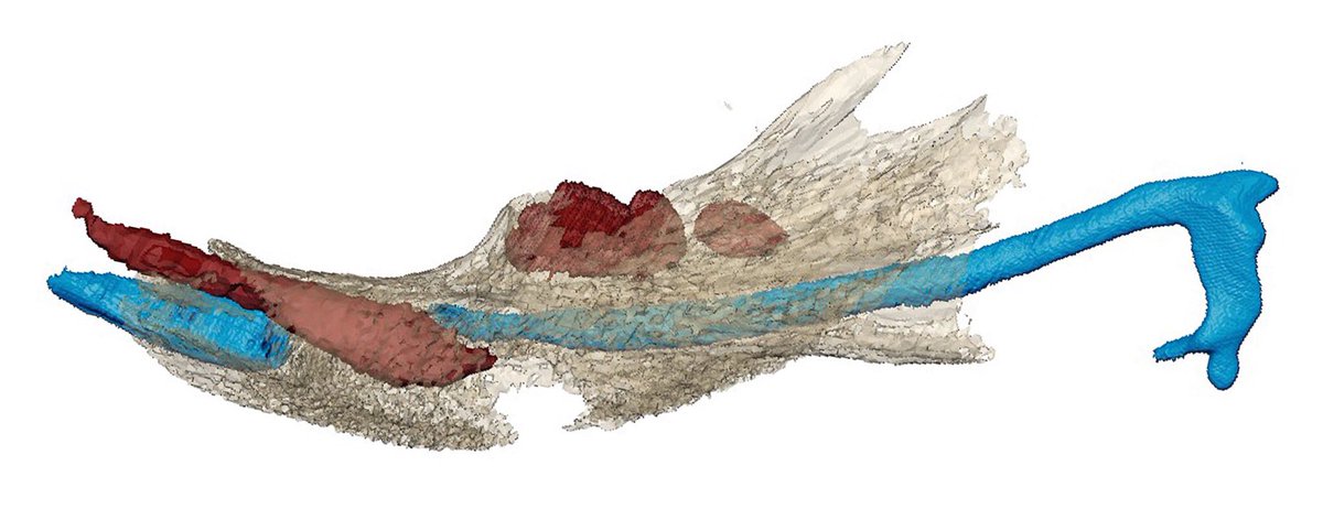 RichtsmeierLab tweet media
