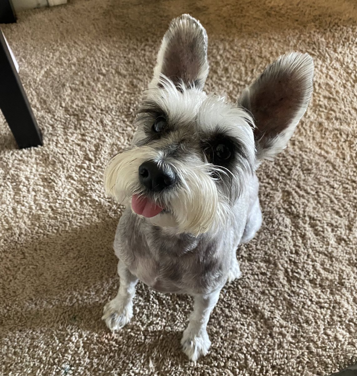 Liv Ingram tweet media